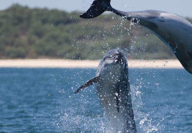 Villa en Península de Tróia - Villa Aurea Comporta Villa en Península de Tróia - Villa Aurea Comporta