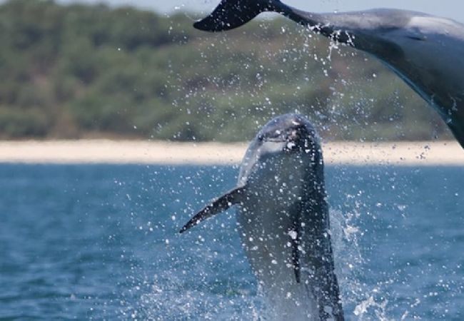 Villa en Comporta - Villa Comporta Villa en Comporta - Villa Comporta