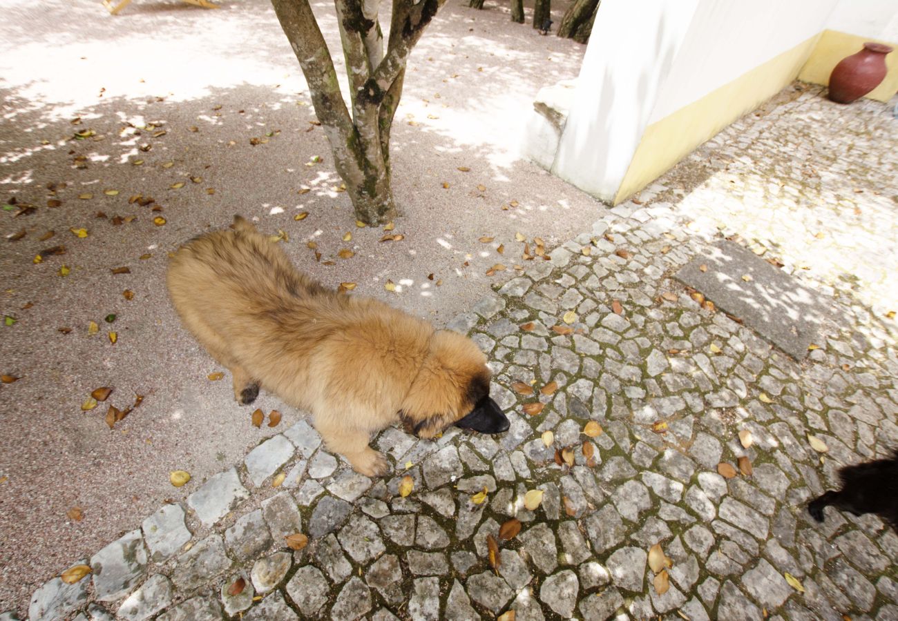 Gîte Rural à Leiria - Quinta da Capela