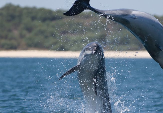 Casa geminada em Península de Tróia - Home Six Troia Casa geminada em Península de Tróia - Home Six Troia