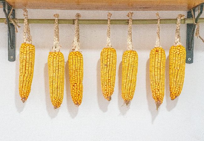 Villa in Melides - Villa Casanova Villa in Melides - Villa Casanova