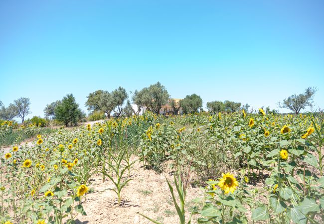 Villa in Melides - Villa Casanova Villa in Melides - Villa Casanova