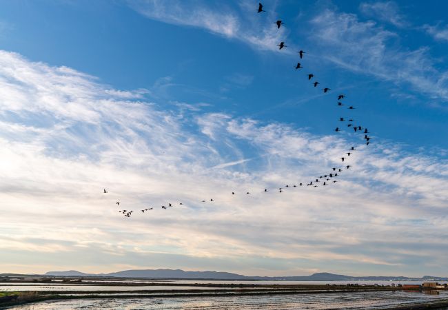 Villa in Comporta - Villa Tommy - NEW! Villa in Comporta - Villa Tommy - NEW!