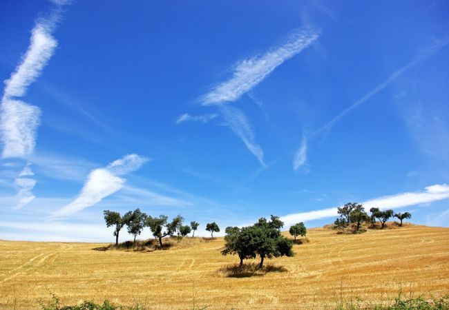 House in Melides - Villa do Pinheiro - NEW! House in Melides - Villa do Pinheiro - NEW!